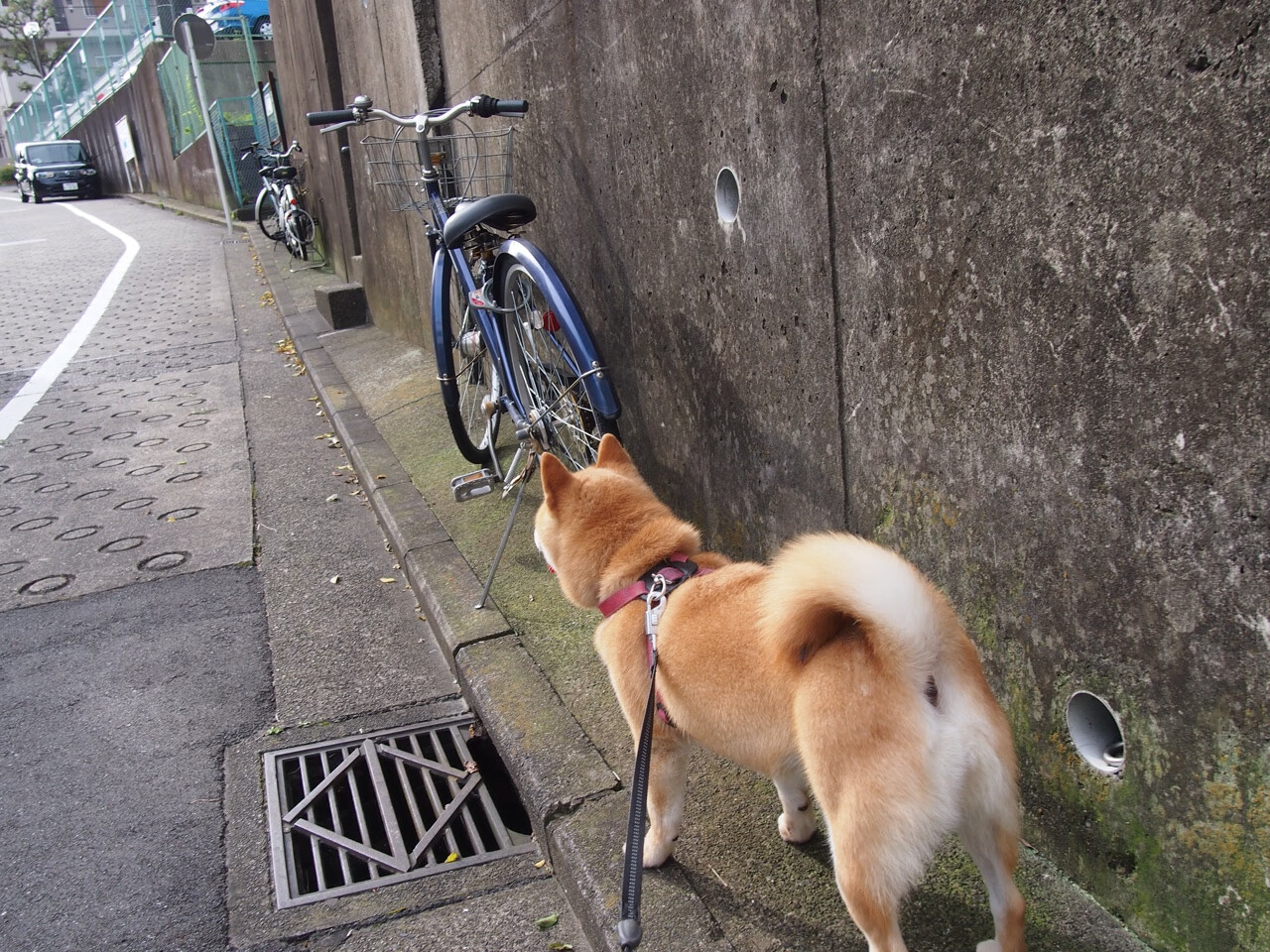 开云官方网站-APEX英雄 新版本玩法受欢迎，apex英雄有哪些新英雄